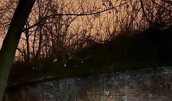 Zdjęcie opuszczonego miejsca: Działobitnia