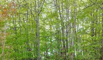 Zdjęcie opuszczonego miejsca: "Bunkier" Mesko