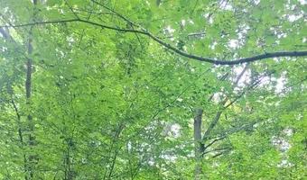 Zdjęcie opuszczonego miejsca: Ruiny kopalni Augusta