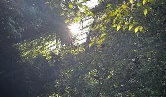 Zdjęcie opuszczonego miejsca: Opuszczona szklarnia