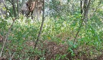 Zdjęcie opuszczonego miejsca: Opuszczony cmentarzyk rodziny Belianów/Grzymałów