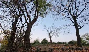 Zdjęcie opuszczonego miejsca: Stary opuszczony  cmentarz Niemiecki (Niemiec)