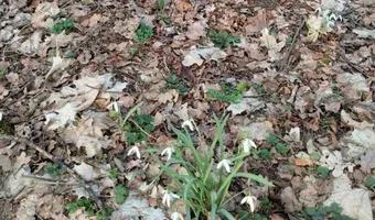 Zdjęcie opuszczonego miejsca: zabytkowy cmentarz poniemiecki