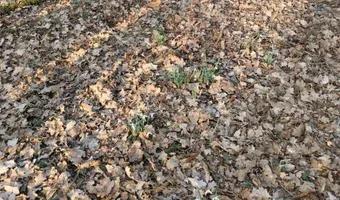 Zdjęcie opuszczonego miejsca: zabytkowy cmentarz poniemiecki