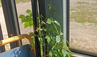 Zdjęcie opuszczonego miejsca: Porzucony autokar