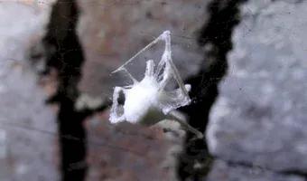 Zdjęcie opuszczonego miejsca: Opuszczona Kamienica, Katowice - Zarzecze