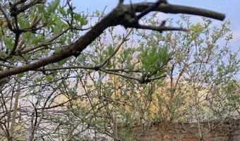 Zdjęcie opuszczonego miejsca: Ruiny osady w Gołąbkowie