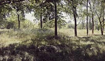 Zdjęcie opuszczonego miejsca: Opuszczony cmentarz na samotnej