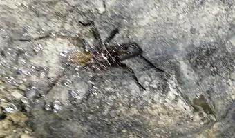 Zdjęcie opuszczonego miejsca: Kawerna pychowice I