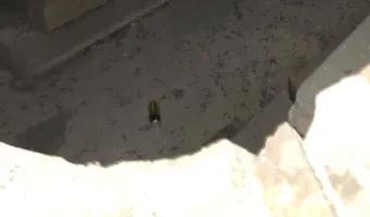 Zdjęcie opuszczonego miejsca: Opuszczona kaplica/kościółek