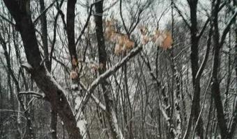 Zdjęcie opuszczonego miejsca: Tajemnicza ruina obok osiedla