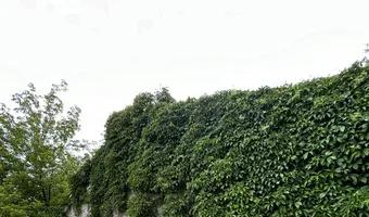 Zdjęcie opuszczonego miejsca: Opuszczone domki