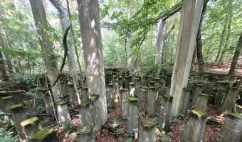 Zdjęcie opuszczonego miejsca: Ruiny elektrowni , Nowe Czaple