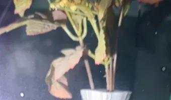 Zdjęcie opuszczonego miejsca: Opuszczona remiza OSP i budynki gospodarcze