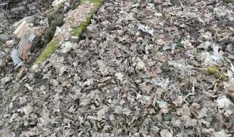 Zdjęcie opuszczonego miejsca: opuszczone pozostalosci po gospodarstwie