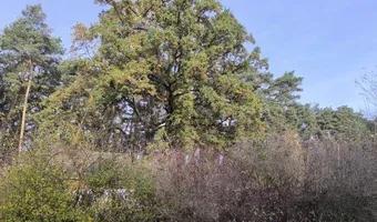 Zdjęcie opuszczonego miejsca: Opuszczony dworzec PKP