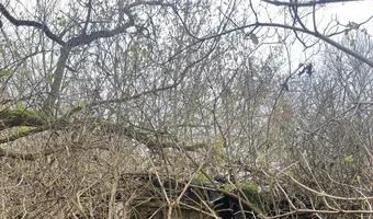 Zdjęcie opuszczonego miejsca: Ruiny Domu i gospodarstwa